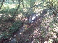 Каштанове з panoramio.com