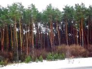 Боянівка з panoramio.com