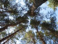 Знаменівка з panoramio.com - Znamenivka