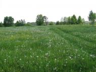 Лісопотік з panoramio.com