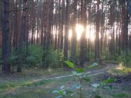 Орликівка з panoramio.com