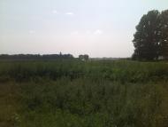 Степанівка з panoramio.com