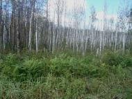 Червоний Цвіт з panoramio.com