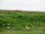 Федорівка з panoramio.com