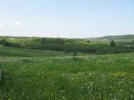 Лісопотік з panoramio.com