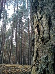 Арламівська Воля з panoramio.com