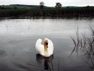 Драниця з panoramio.com