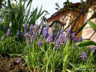 Острівок з panoramio.com