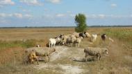 Меліоративне з panoramio.com - Мелиоративное