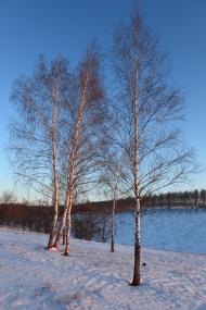 Черкаська Лозова з panoramio.com