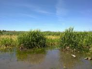 Староміщина з panoramio.com