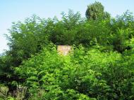 Хоньківці з panoramio.com