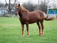 Клинове з panoramio.com