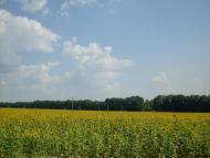 Косанове з panoramio.com