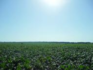 Сніжна з panoramio.com