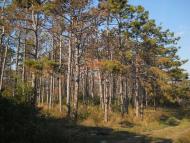 Дубки з panoramio.com