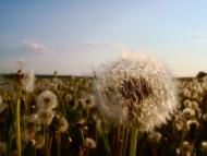 Іванківці з panoramio.com