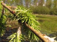 Черемошне з panoramio.com