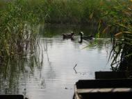 Товпижин з panoramio.com