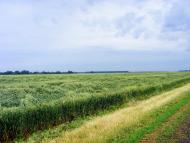 Григорівщина з panoramio.com