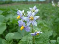 Рижики з panoramio.com