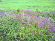 Замірці з panoramio.com