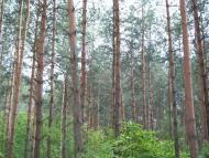 Вишняки з panoramio.com - Вишняки