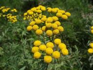 Пасіка з panoramio.com