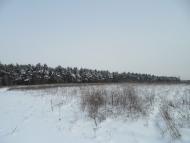 Зарванці з panoramio.com - Зарванцы