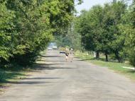 Новозлатопіль з panoramio.com