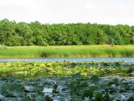 Усть-Лип'янка з panoramio.com