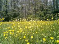 Шилівка з panoramio.com