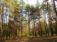 Знаменівка з panoramio.com - Znamenivka