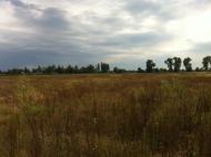 Берестянка з panoramio.com