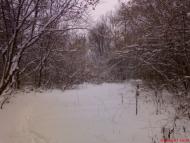 Кустолові Кущі з panoramio.com