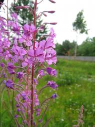 Рясне-Руське з panoramio.com