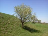 Великий Омеляник з panoramio.com