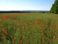 Станіславівка з panoramio.com