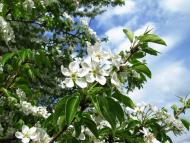 Семенівка з panoramio.com