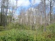 Червоний Цвіт з panoramio.com