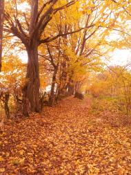 Ріпна з panoramio.com