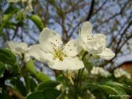 Острівок з panoramio.com