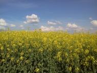 Тарасове з panoramio.com