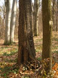 Кротошин з panoramio.com