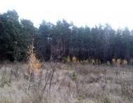 Тарасенки з panoramio.com - Тарасенки