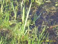 Дошне з panoramio.com