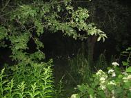 Глеваха з panoramio.com - Glevakha