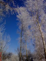 Кустолові Кущі з panoramio.com