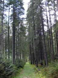 Максимець з panoramio.com