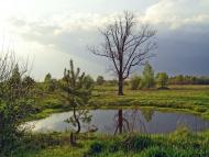 Вільхова з panoramio.com